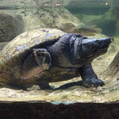 Las especies de tortugas que hay en Guatemala