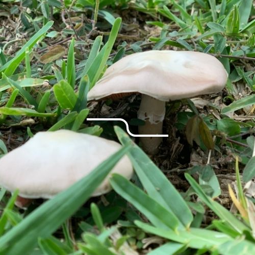 Cómo identificar un hongo comestible