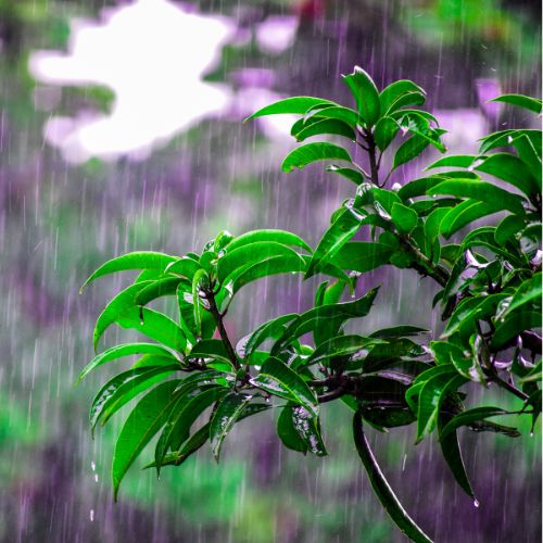 Chaac el dios de la lluvia y el agua