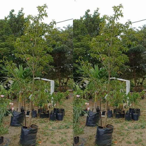 Chicozapote, árbol que crece en Guatemala