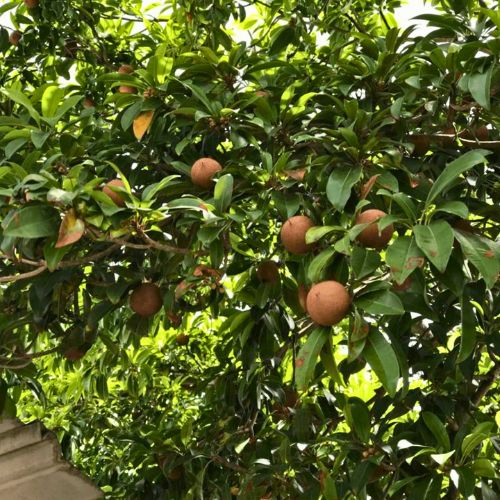 Chicozapote, árbol que crece en Guatemala
