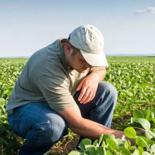 Requisitos para inscribirse en el Colegio de Ingenieros Agrónomos de Guatemala (2)