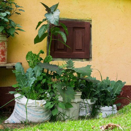 ¿Cómo hacer un huerto en casa