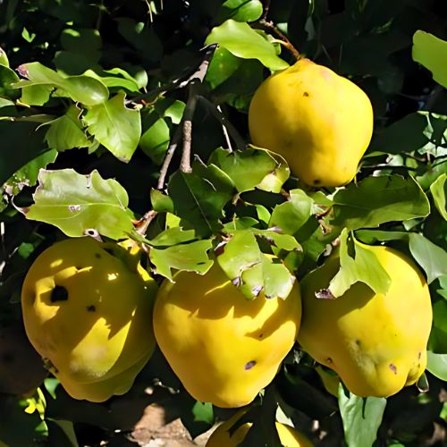 El membrillo, fruta guatemalteca