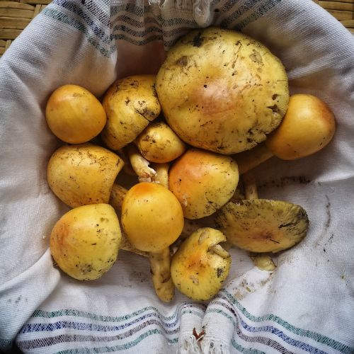 Los hongos de San Juan que se consumen en invierno en Sacatepéquez