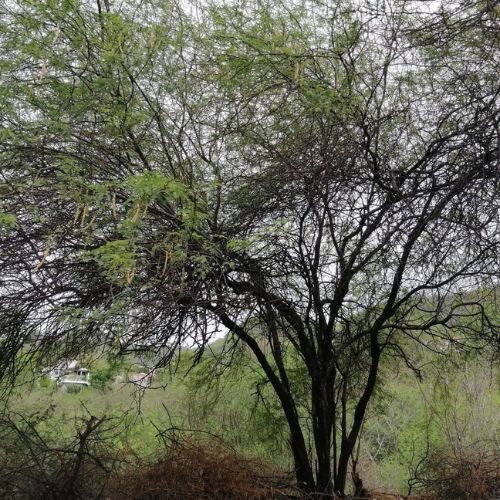Árbol de campeche o mesquite en El Progreso