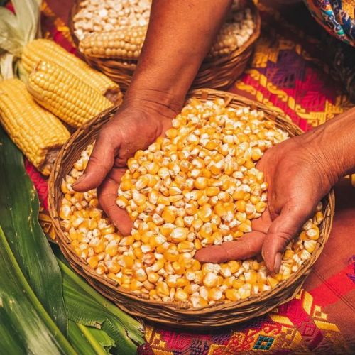 Día Nacional del Maíz en Guatemala