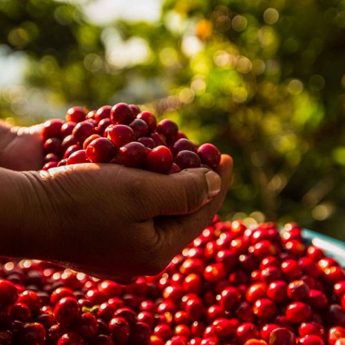 El café en Guatemala Su importancia y características