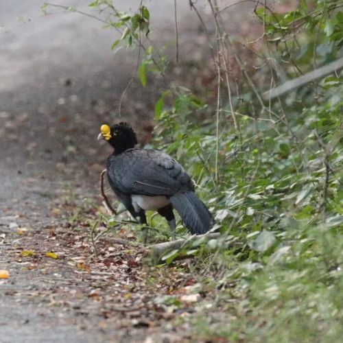 El faisán o pajuil, ave que habita en Guatemala