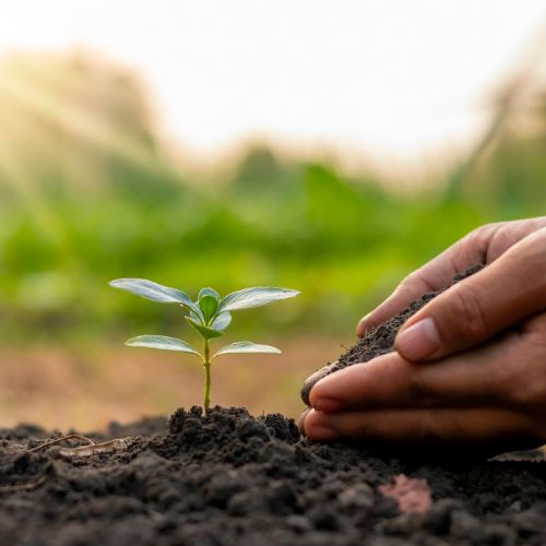 Día del Agricultor en Guatemala