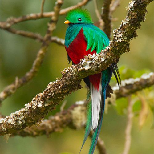 El quetzal su historia y evolución