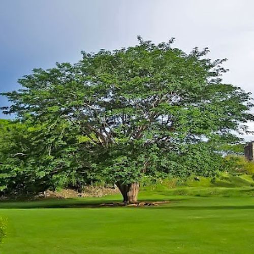 La Ceiba su historia y evolución