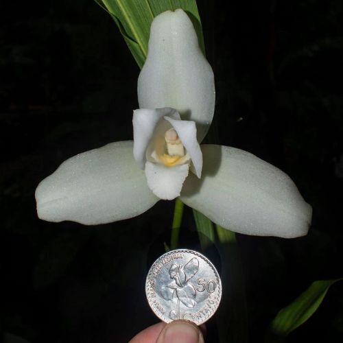 La Monja Blanca, Flor Nacional de Guatemala