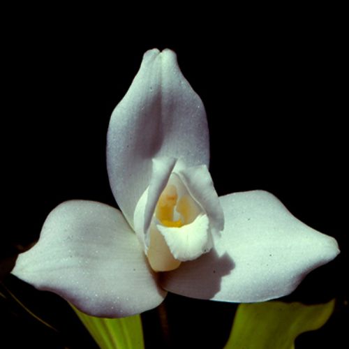 La Monja Blanca, Flor Nacional de Guatemala