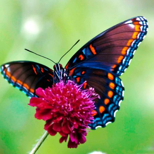 La mariposa negra