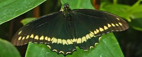 La mariposa negra Curiosidades y leyendas