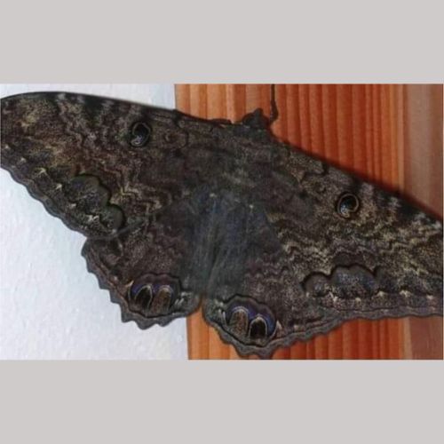 La mariposa negra