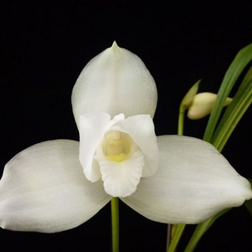 La monja blanca su historia y evolución