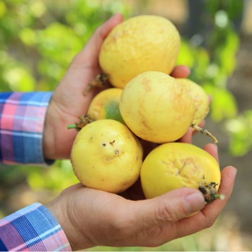 Características del Maracuyá que se produce en Guatemala