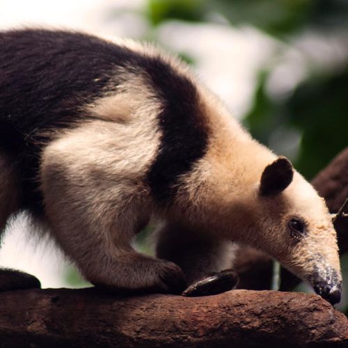 El oso hormiguero en Guatemala