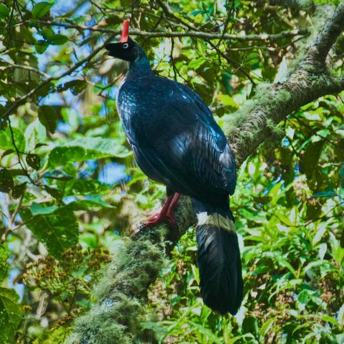 El pavo de cacho en Guatemala