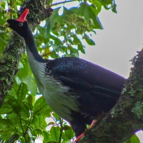 El pavo de cacho en Guatemala