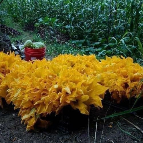 Receta para hacer tamales de flor de ayote
