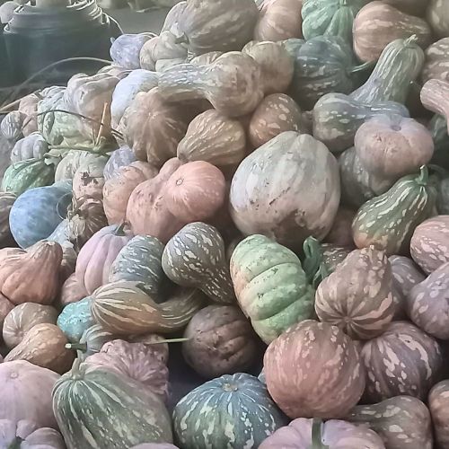 Receta para preparar tamalito de miel de ayote