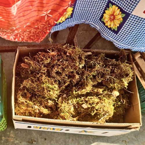 El musgo que se usaba en nacimientos guatemaltecos