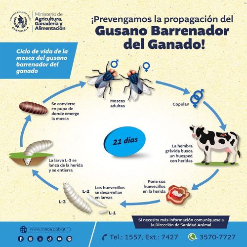 gusano barrenador en Guatemala