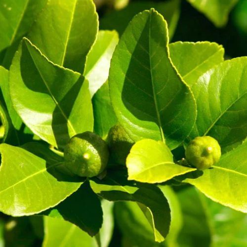 ¿Cuáles son los beneficios de la hoja de limón en Guatemala