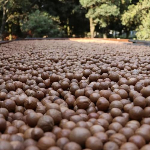La macadamia en Guatemala