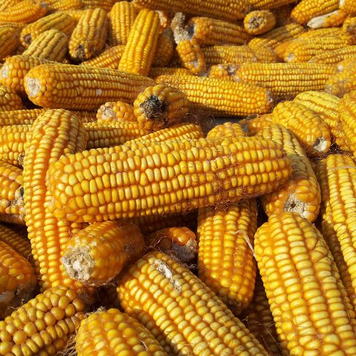 El maíz en Guatemala Características y beneficios alimenticios
