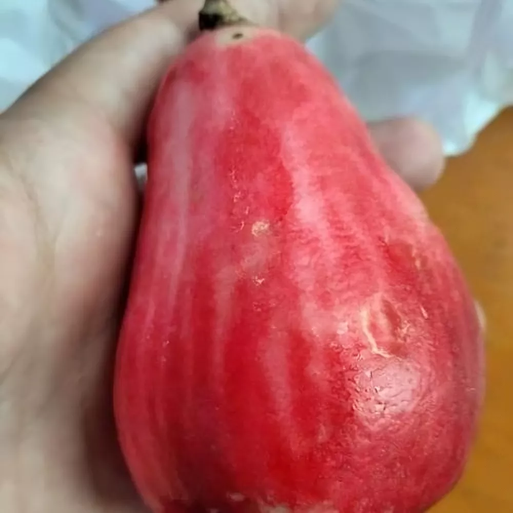 La manzana de agua, fruta que existe en Guatemala