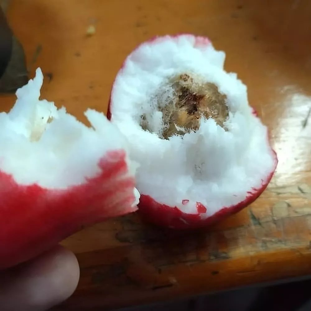 la manzana de agua en Guatemala