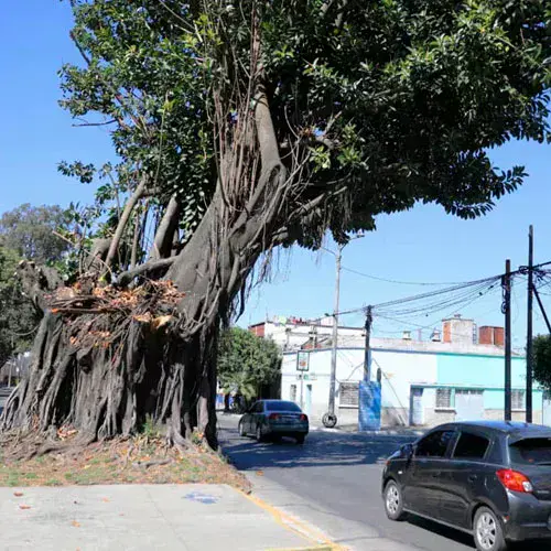Árbol de los Lamentos