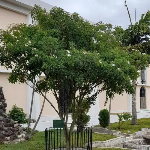 Árbol de Esquisúchil