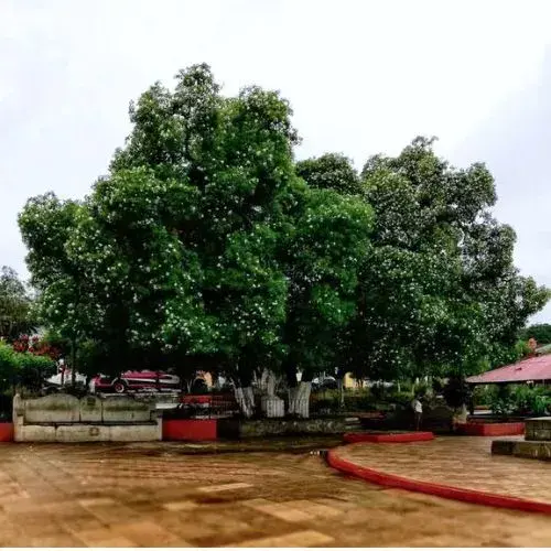 El Árbol de Esquisúchil en Guatemala