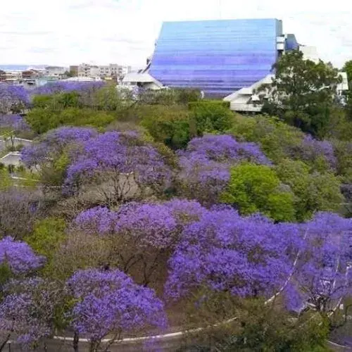 leyenda el milagro de la jacaranda