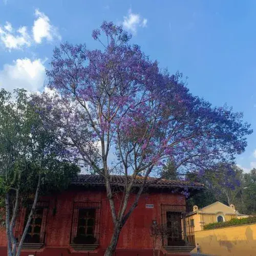 leyenda guatemalteca El Milagro de la Jacaranda