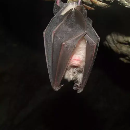 qué hacer si veo un murciélago en Guatemala