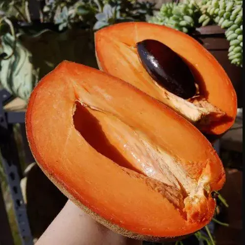 El Zapote Mamey en Guatemala