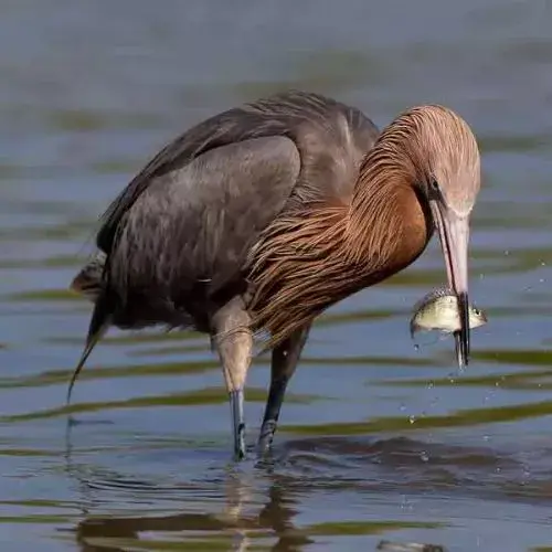 cómo es la garza rojiza