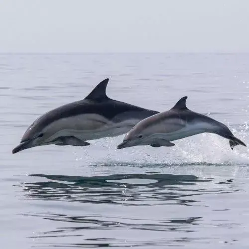 23 de julio Día de las Ballenas y Delfines