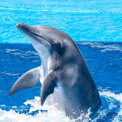 Día Mundial de las Bellas y los delfines