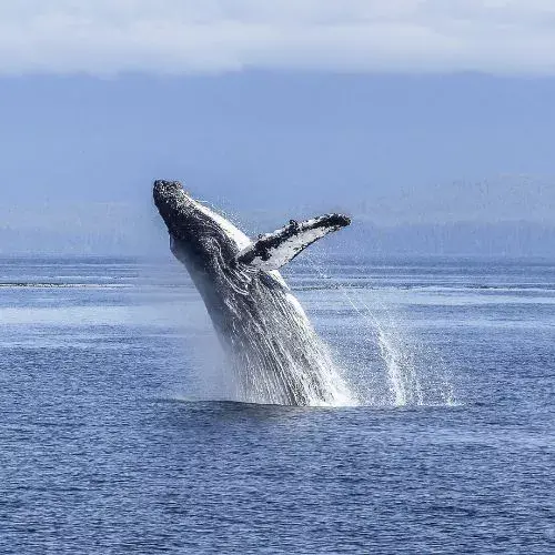Día de las Ballenas y los Delfines en Guatemala