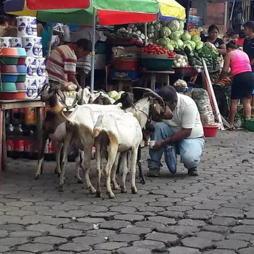 vendedores de leche de cabra