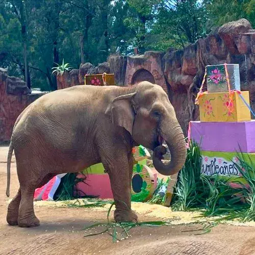 Día del Elefante en Guatemala