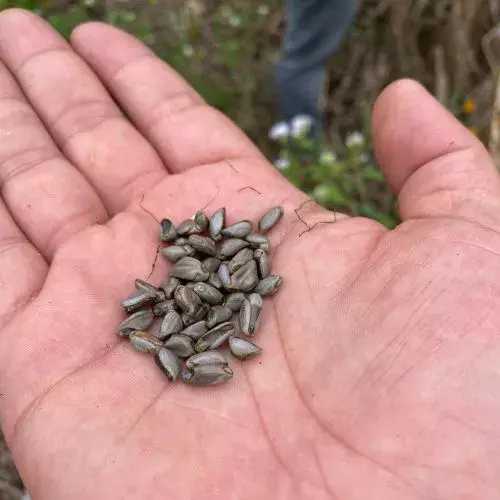 Especies de teocintle que existen en Guatemala