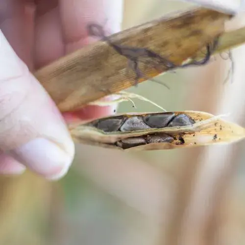 Especies de teocintle que puedes conocer en Guatemala